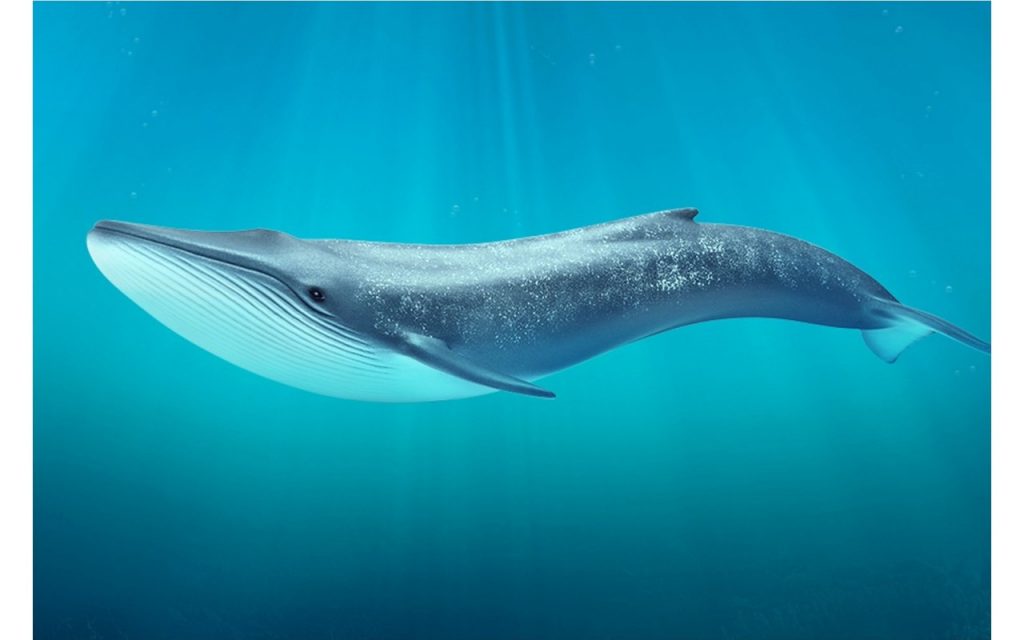 Самые большие животные. Синий кит 