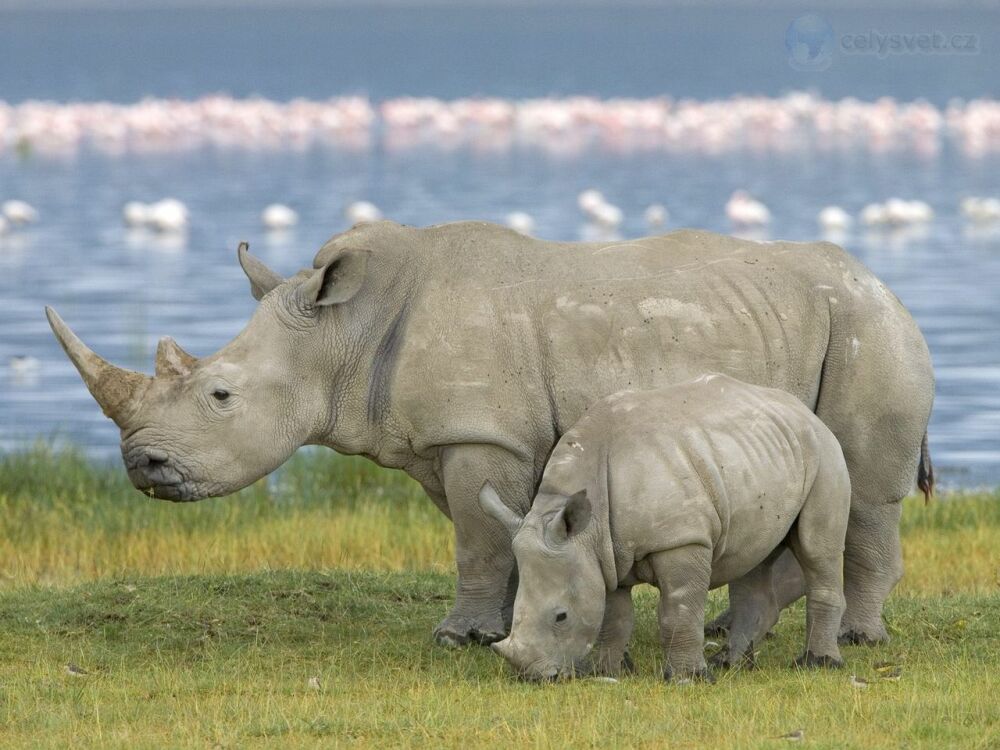 Самые большие животные. Белый носорог