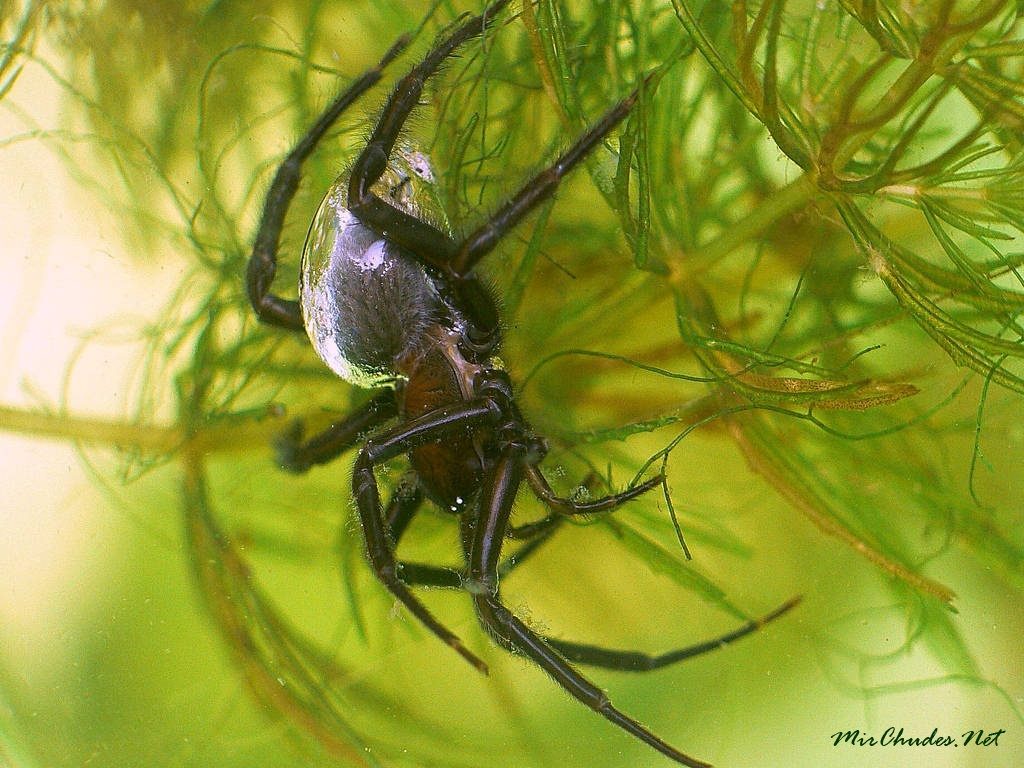 Самые необычные пауки. Паук-серебрянка