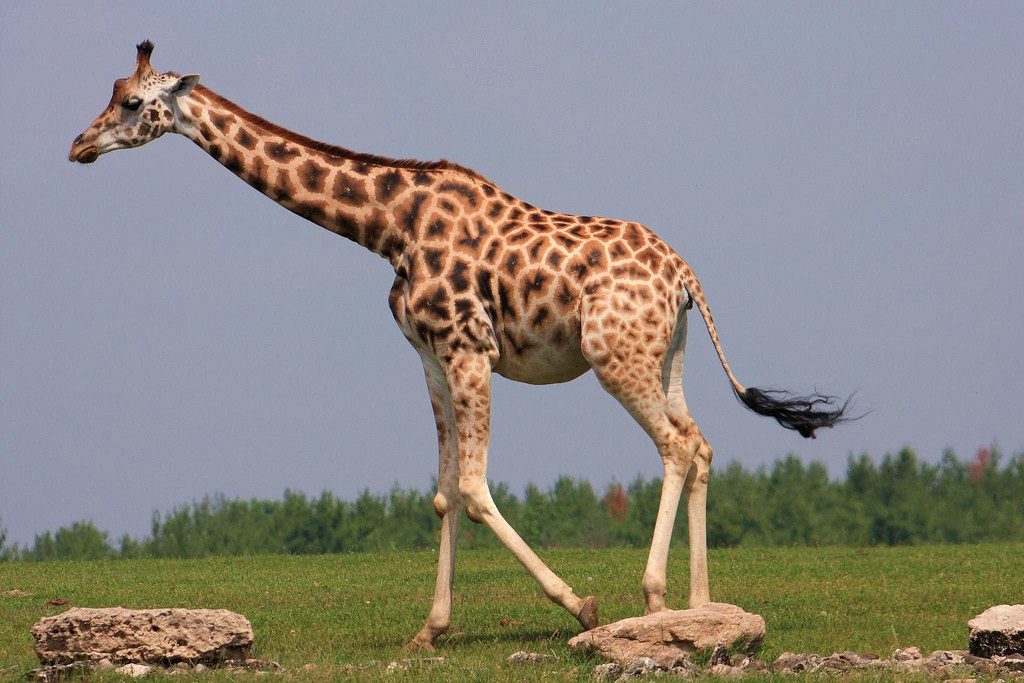 Самые большие животные. Жираф