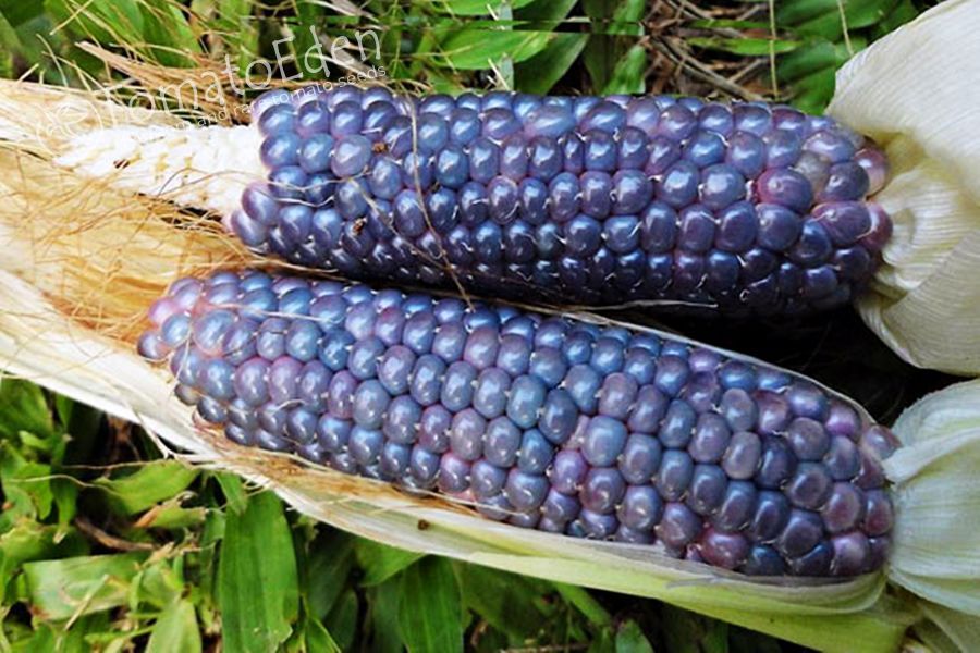 Необычные овощи. Синяя кукуруза (хопи)