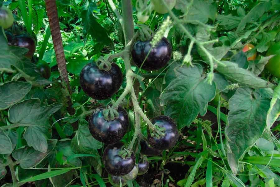 Необычные овощи. Черный помидор