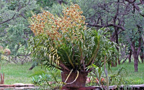 Самая гигантская орхидея