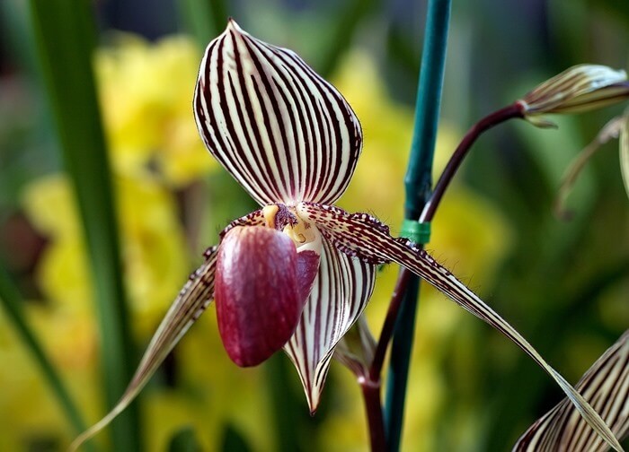 Красивые орхидеи. «Башмачок Ротшильда»