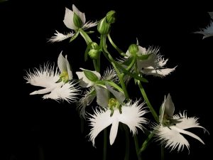 Красивые орхидеи. «Белая Цапля»