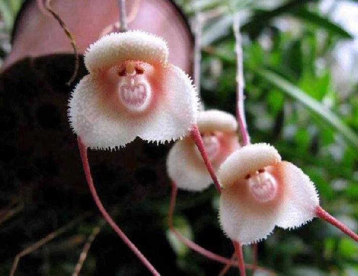 Красивые орхидеи. «Дракула или обезьянья орхидея»
