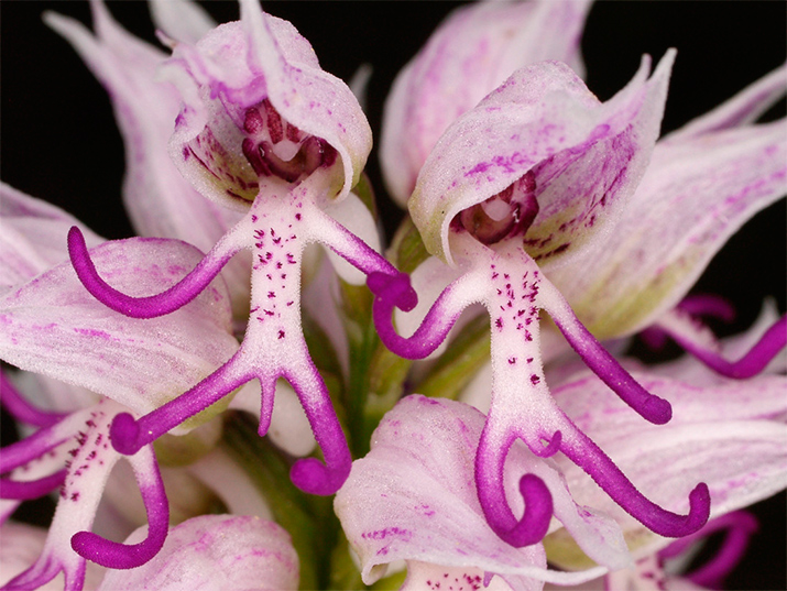 Красивые орхидеи. «Ятрышник итальянский или Обнаженный человек»