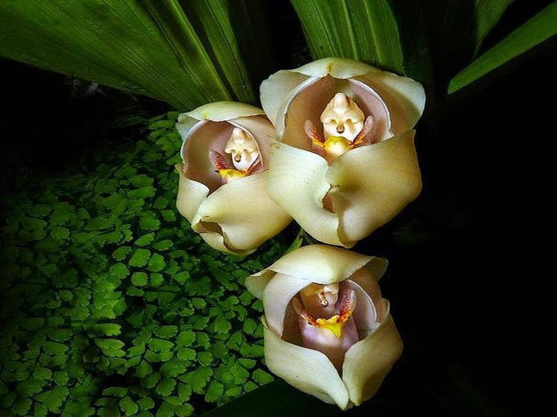 Красивые орхидеи. «Запеленованные младенцы»