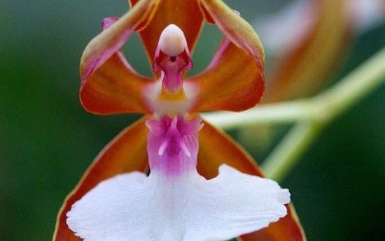 Красивые орхидеи. «Орхидея-балерина»