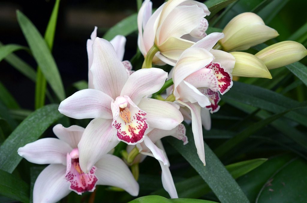 Красивые орхидеи. Цимбидиум