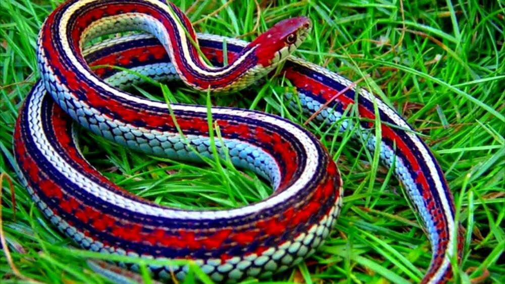 Самые странные змеи. Калифорнийский подвязочный уж