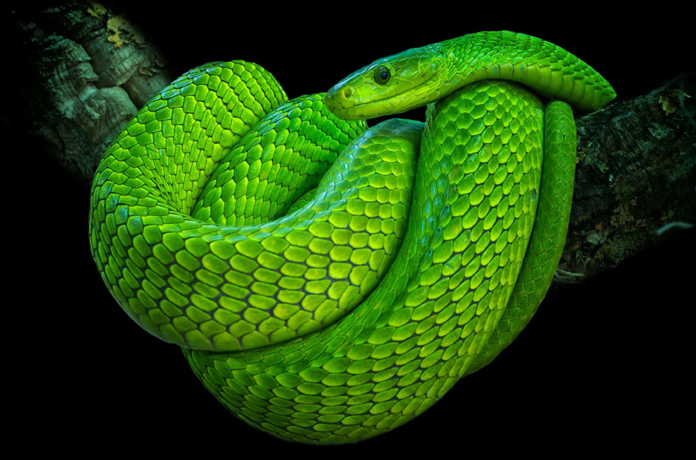 Самые странные змеи. Зеленая Мамба