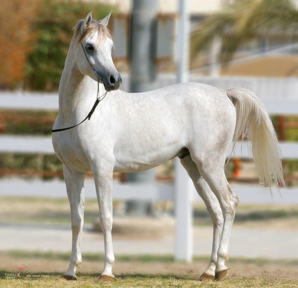 Красивые лошади. Арабская лошадь