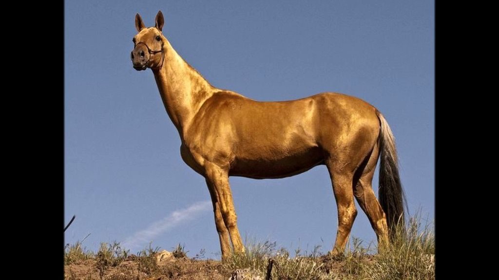 Красивые лошади. Ахалтекинская лошадь