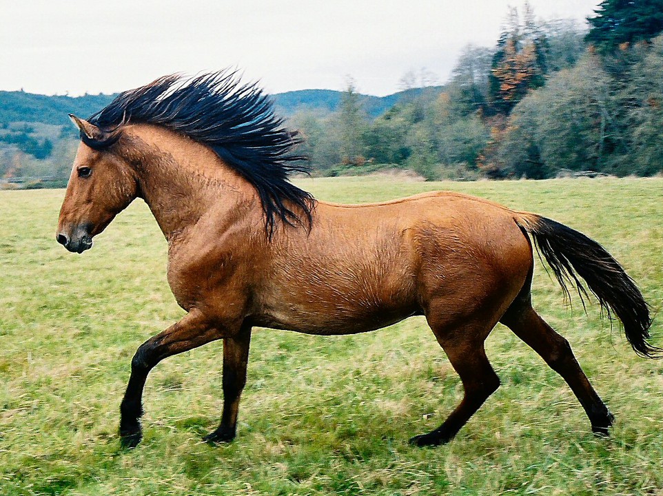 Красивые лошади. Кигер-мустанг