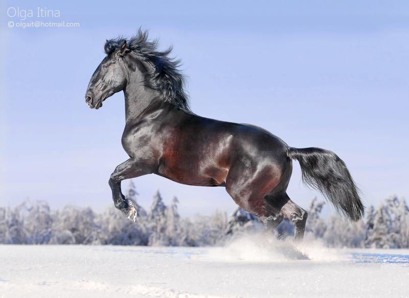 Красивые лошади. Кладрубская лошадь