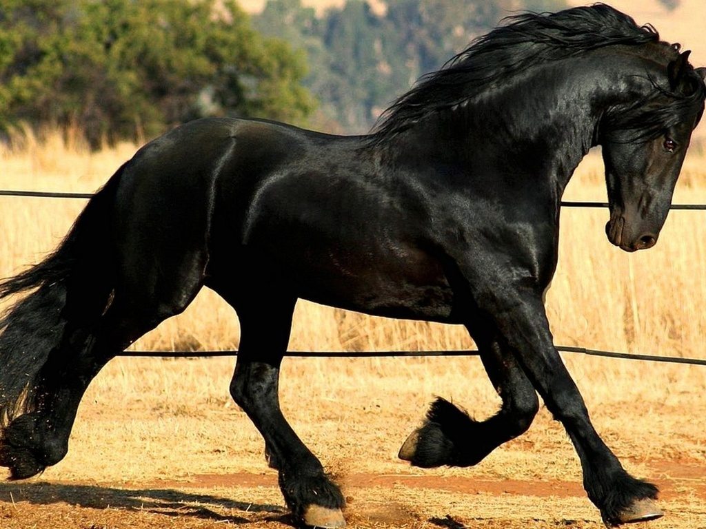 Красивые лошади. Фризская лошадь