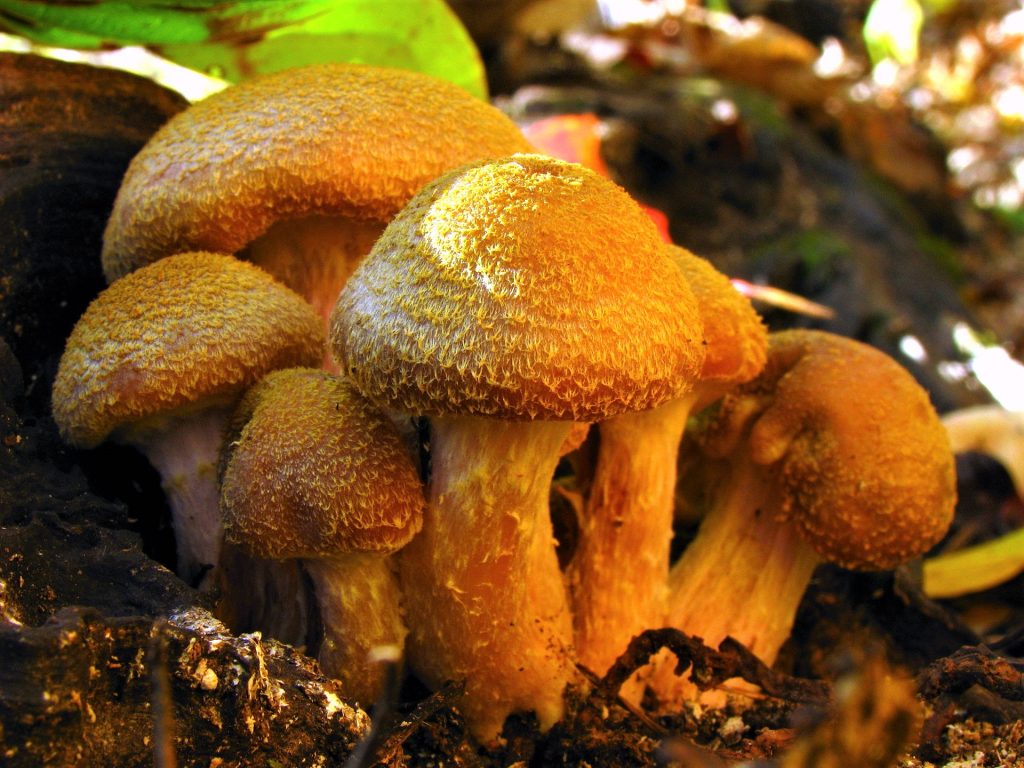 Фестивали еды. Фестиваль грибов Humongous Fungus