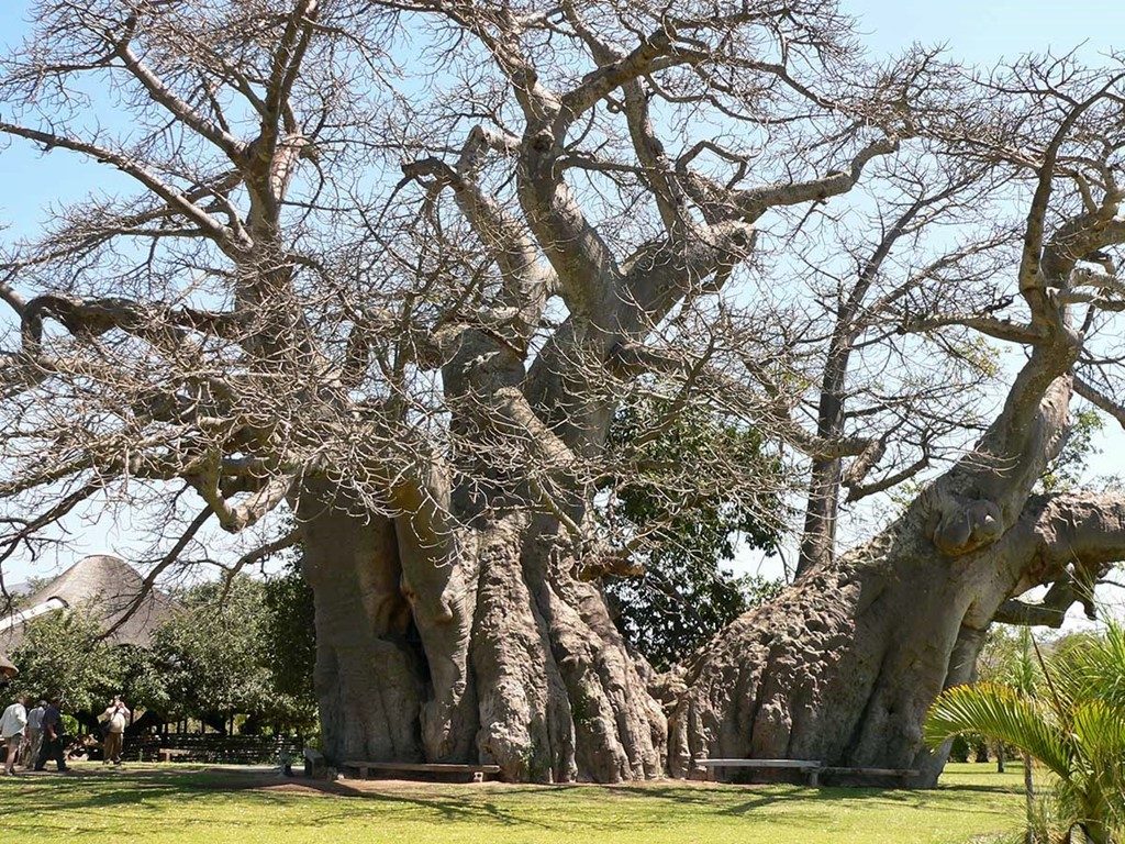 Необычные бары. Бар-баобаб "Sunland Baobab"