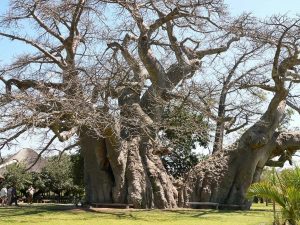 Необычные бары. Бар-баобаб "Sunland Baobab"