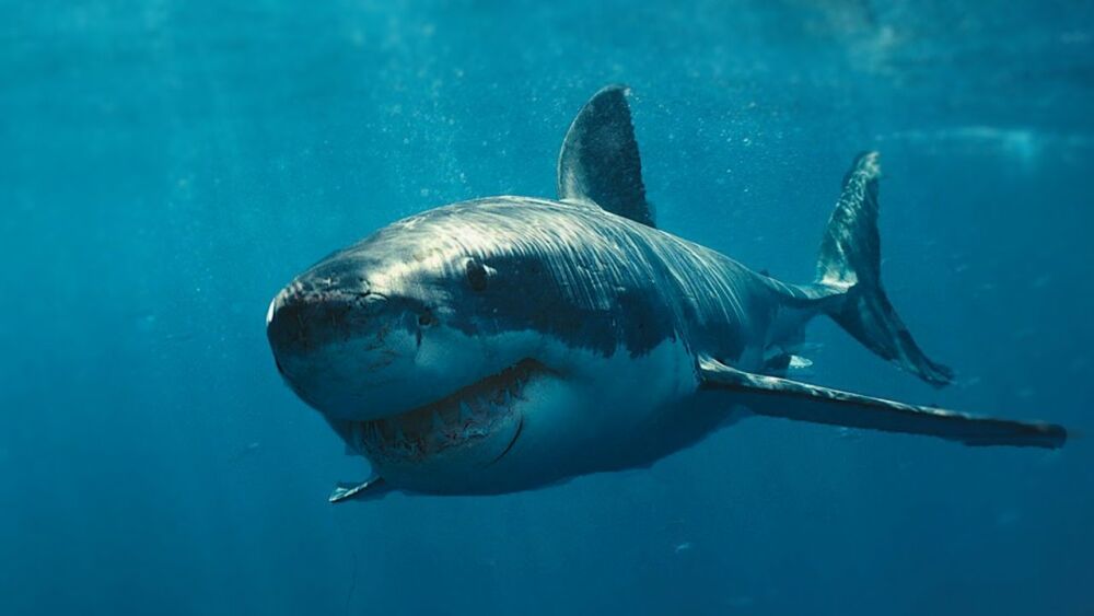 Самые опасные рыбы. Белая акула