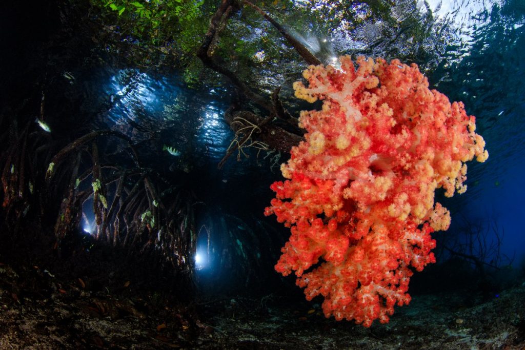 Снимки подводной фотографии. «Мангровое дерево»