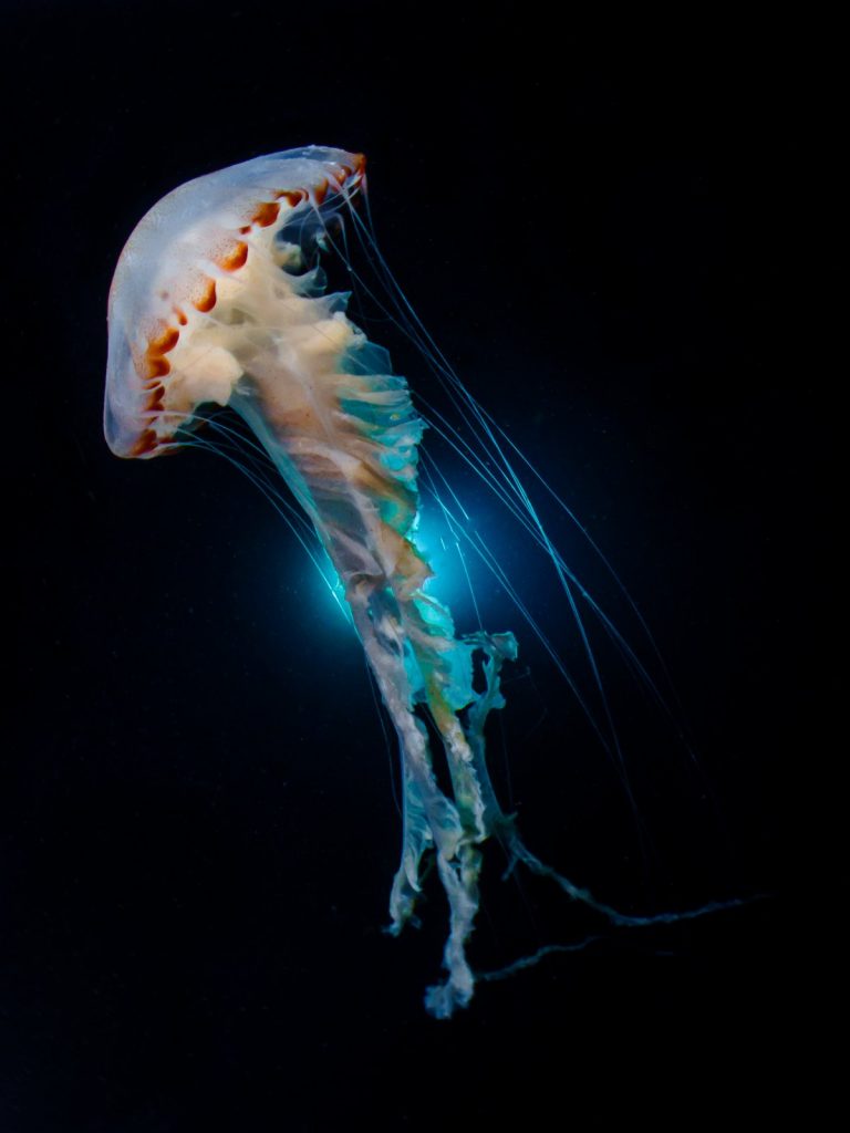 Снимки подводной фотографии. «Танцующая медуза»