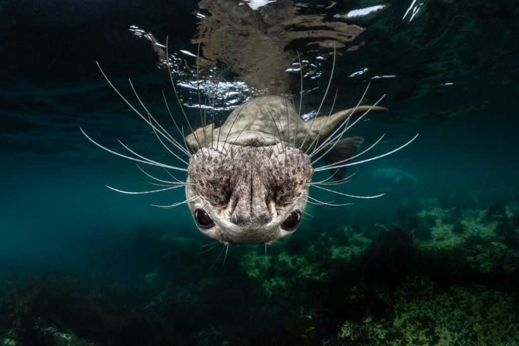 Снимки подводной фотографии. «Серый тюлень»