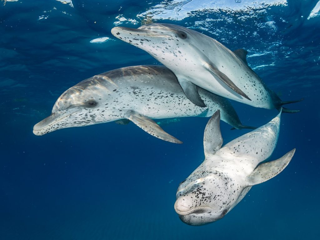 Снимки подводной фотографии. «Атлантические пятнистые дельфины»