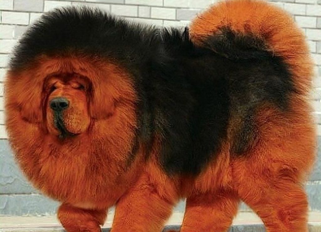 Самые дорогие породы собак. Тибетский мастиф