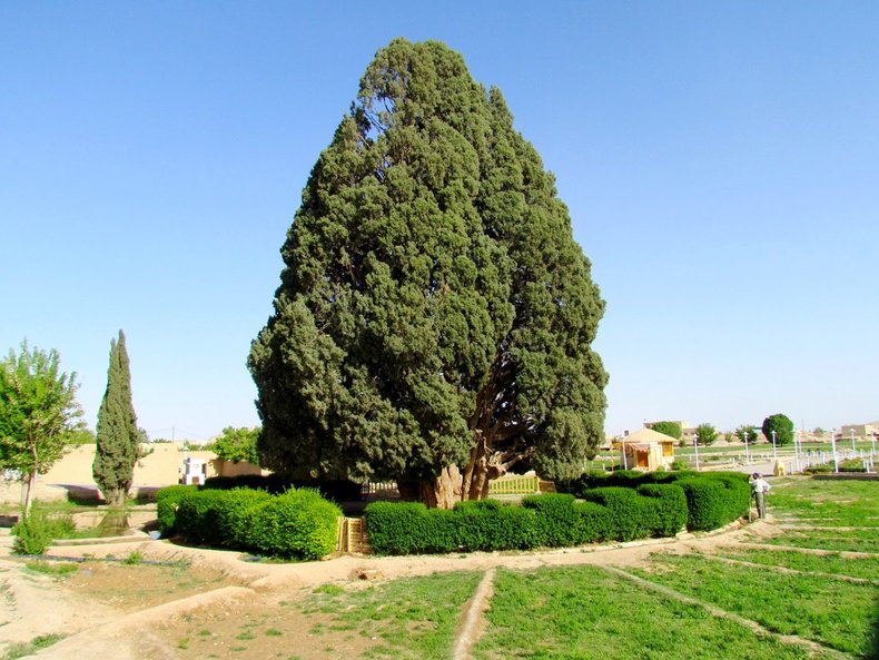 Самые древние деревья. Кипарис Сарв-е Абар-Кух