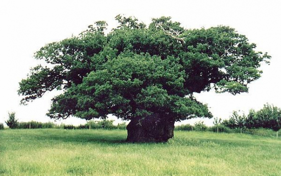 Самые древние деревья. Дуб Боуторп