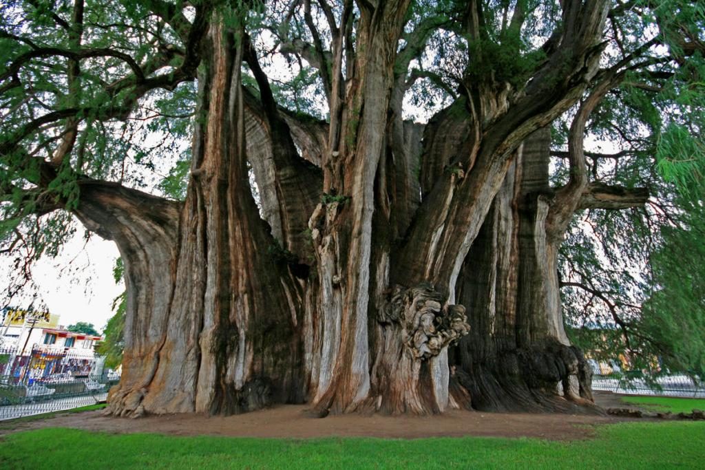 Самые древние деревья. Дерево Туле