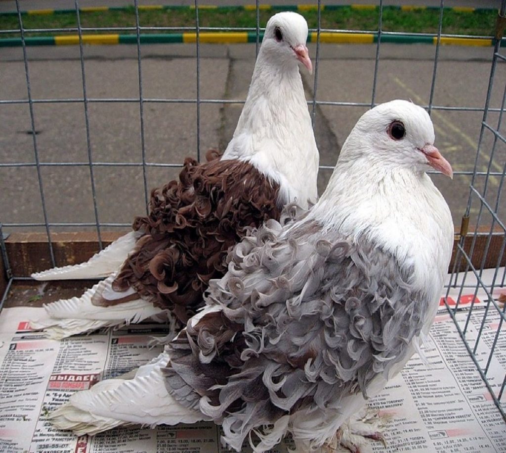 Необычные голуби. Frillback