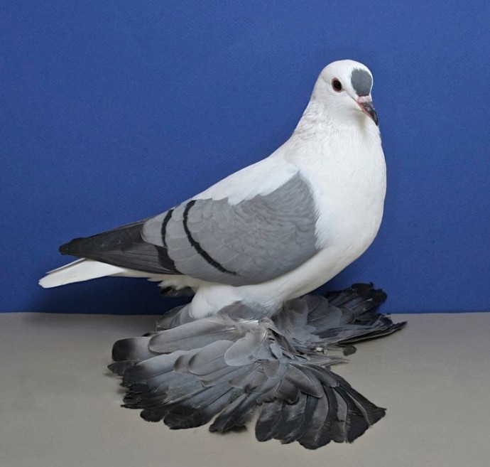 Необычные голуби. Богемская ласточка