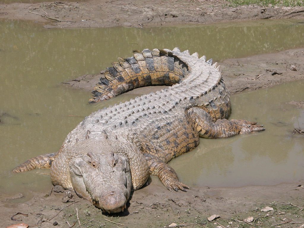 Самые большие хищники. Гребнистый крокодил