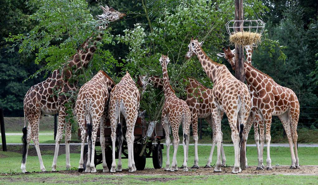 Лучшие в мире сафари-парки. Serengeti Park, Германия