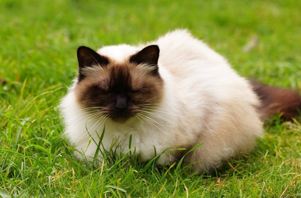 Необычные породы кошек. Гималайская кошка