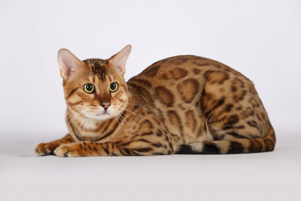 Необычные породы кошек. Сафари