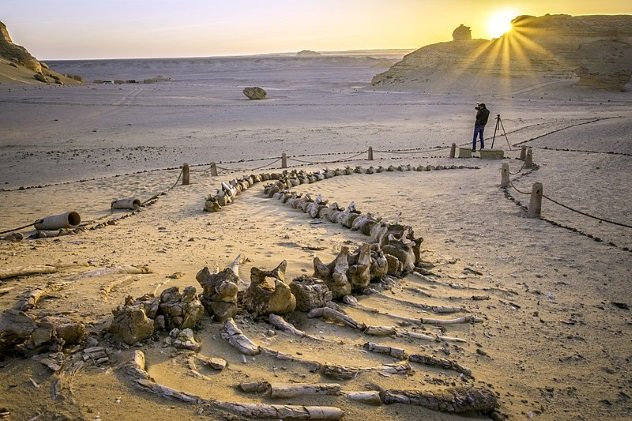 Тайны пустыни Сахара. Скелеты китов