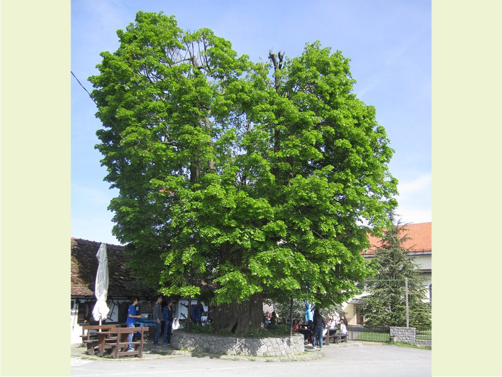 Европейское дерево. Липа Губеца