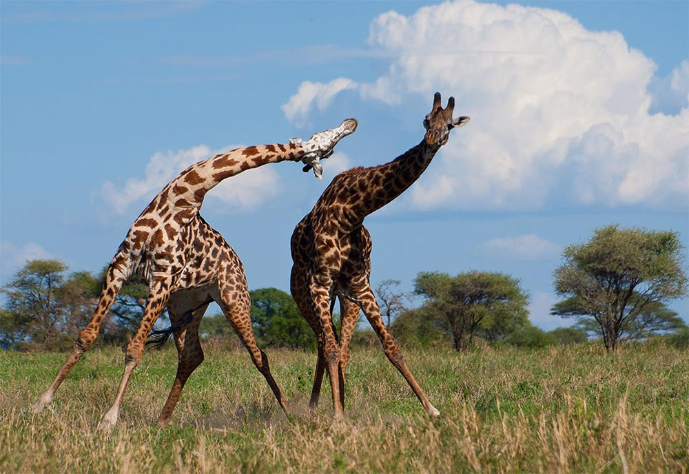 Факты из жизни жирафов
