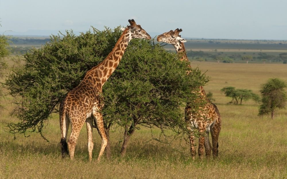  Факты из жизни жирафов
