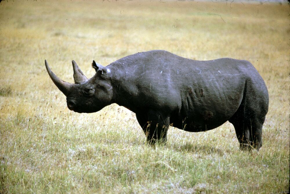Западный чёрный носорог