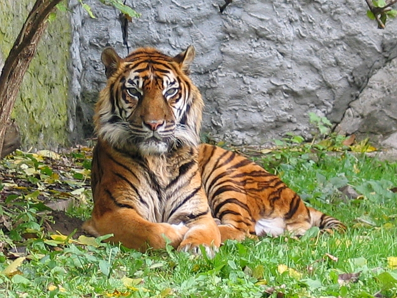 Вымершие животные. Балийский тигр