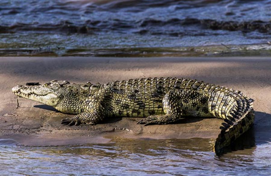 Опасные крокодилы. Нильский крокодил