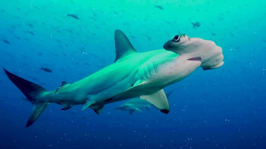Самые необычные акулы. Молотоголовая акула
