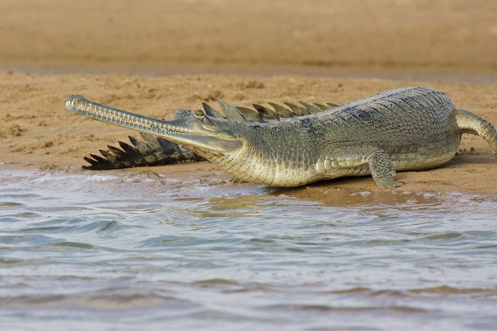 Опасные крокодилы. Гавиал