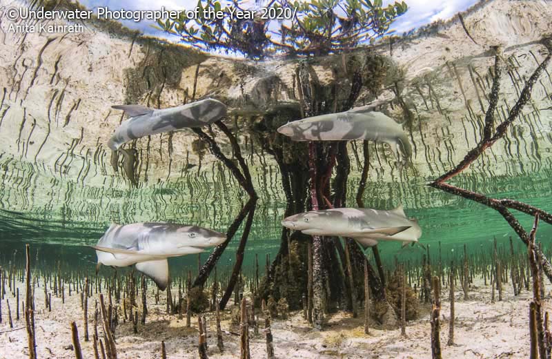Невероятные фотографии. «Детёныши лимонной акулы в мангровом питомнике»