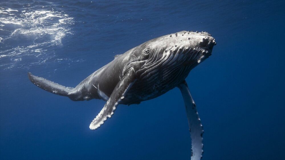 Морские млекопитающие. Голубой кит